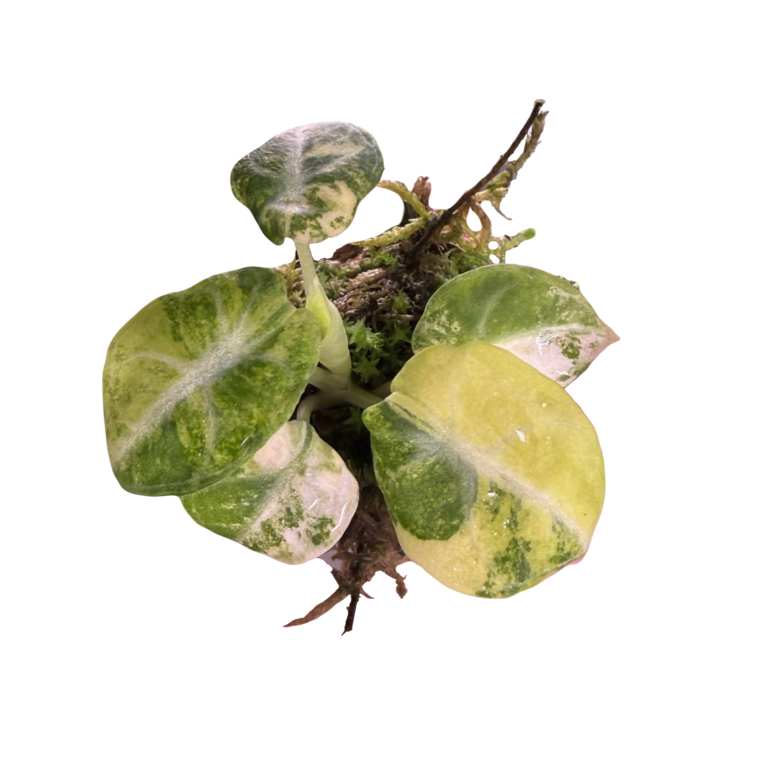 Alocasia Ninja Aurea