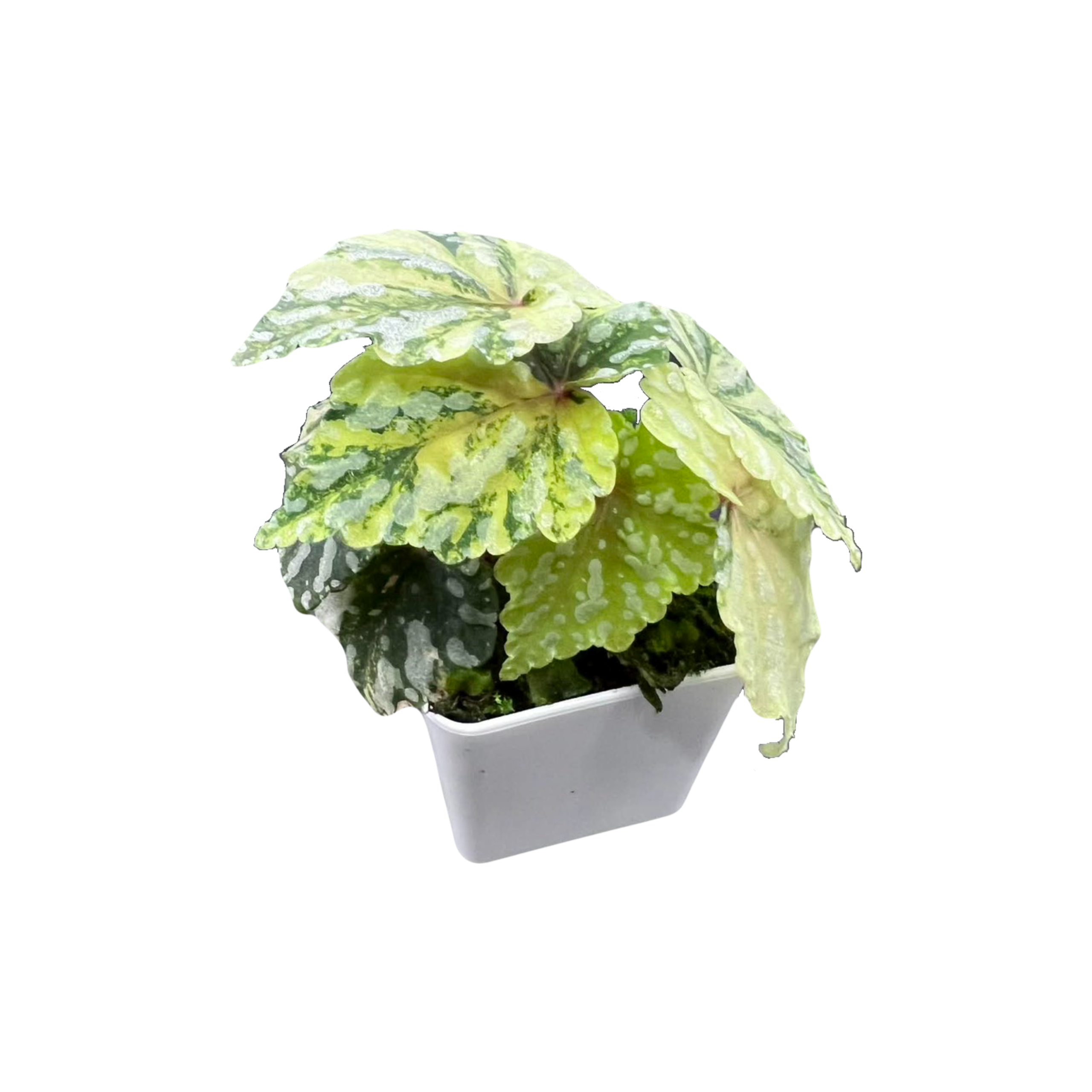 Begonia Izumo Variegated