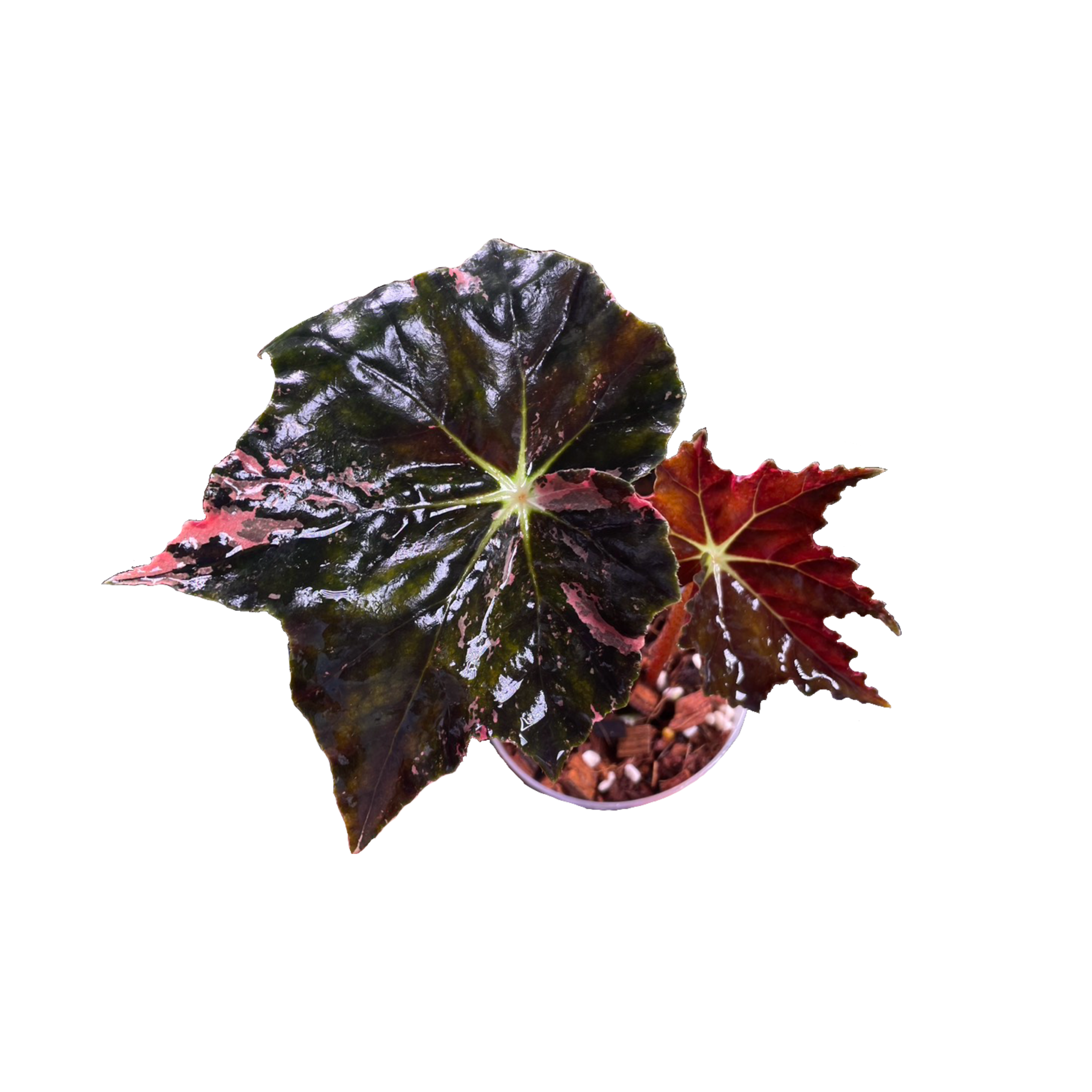 Begonia Black Fang Variegated