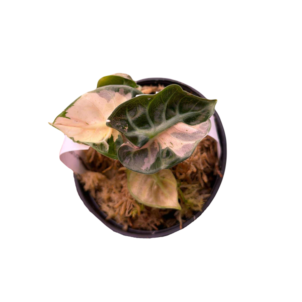 Alocasia Balloon Heart Pink Lava