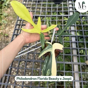 Rare Hybrid Philodendrons: Names, Care, and Why They’re Special 4 Philodendron Florida Beauty × Joepii