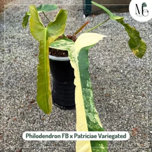 Rare Hybrid Philodendrons: Names, Care, and Why They’re Special 3 Philodendron Florida Beauty × Patriciae Variegated