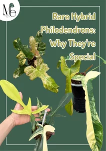 Rare Hybrid Philodendrons: Names, Care, and Why They’re Special 1 Rare Hybrid Philodendrons: Names, Care, and Why They’re Special