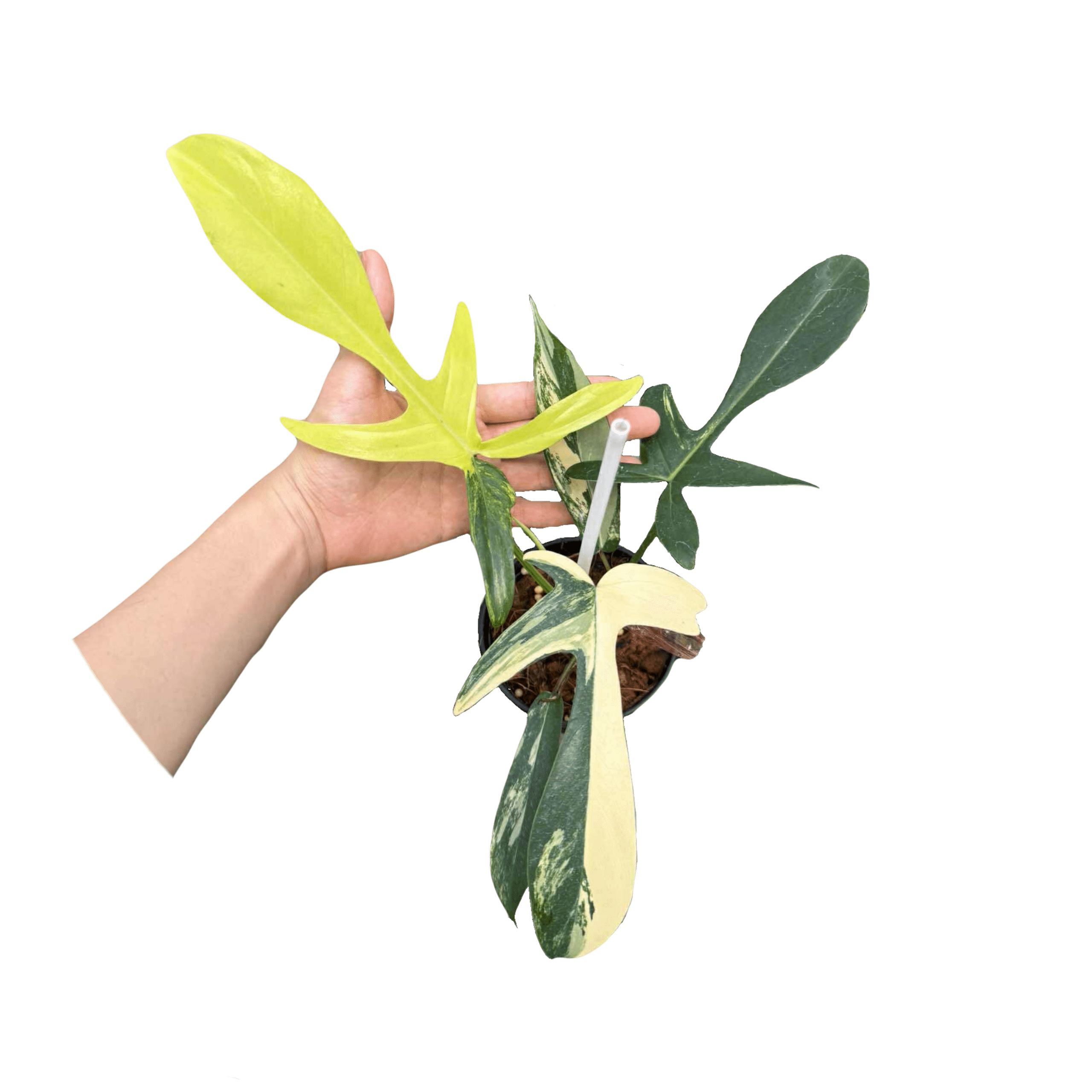 Philodendron FB x Joepii