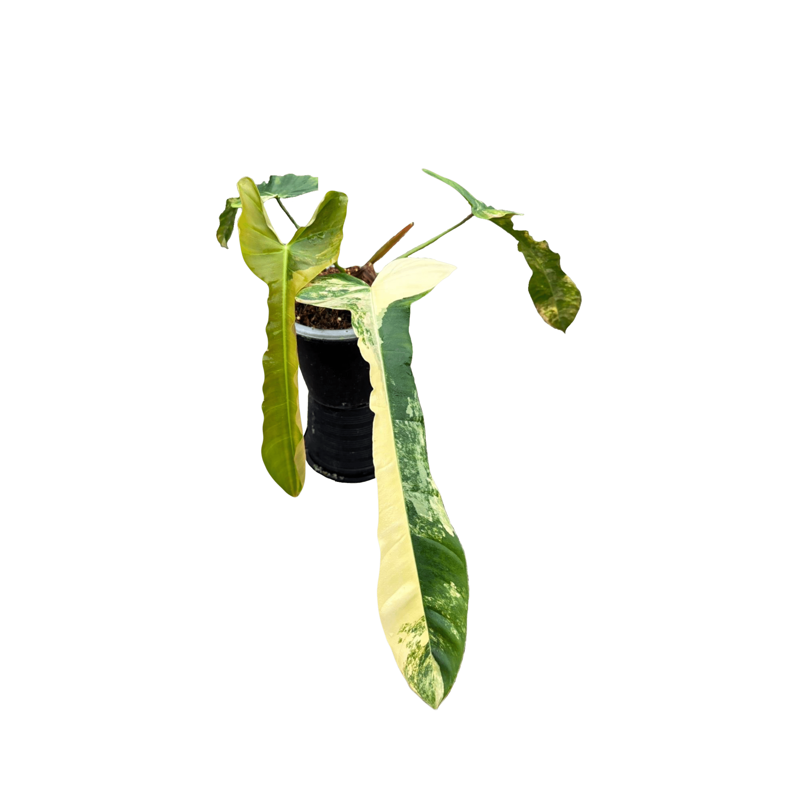 Philodendron FB x Patriciae Variegated