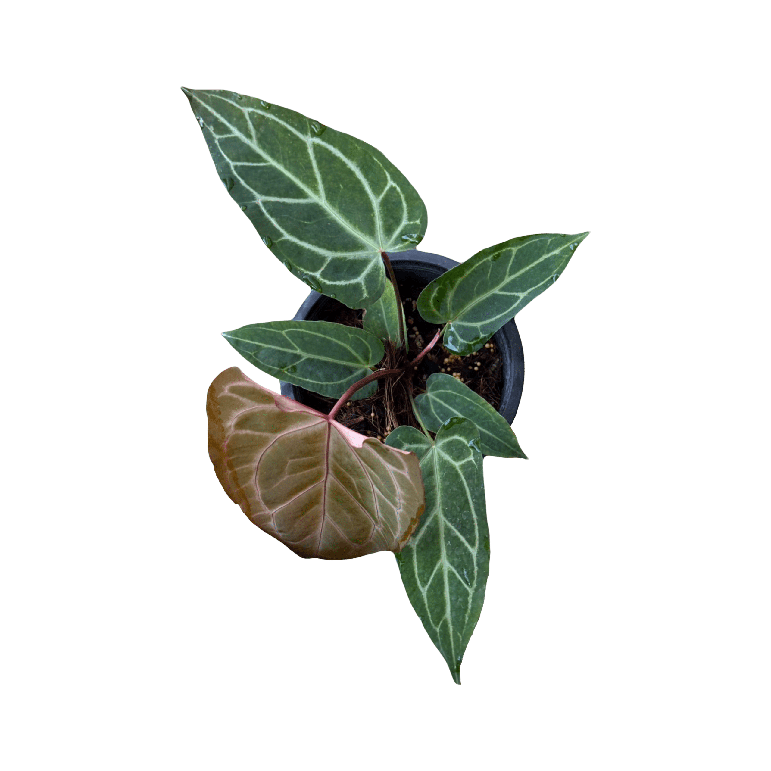 Anthurium Magnificum Silver x (Zara x Michelle)