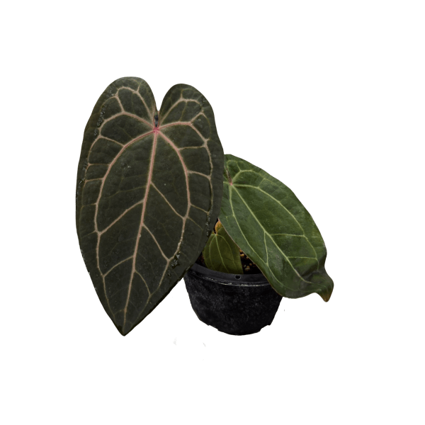 Anthurium Red Crystallinum x (Zara x Michelle)