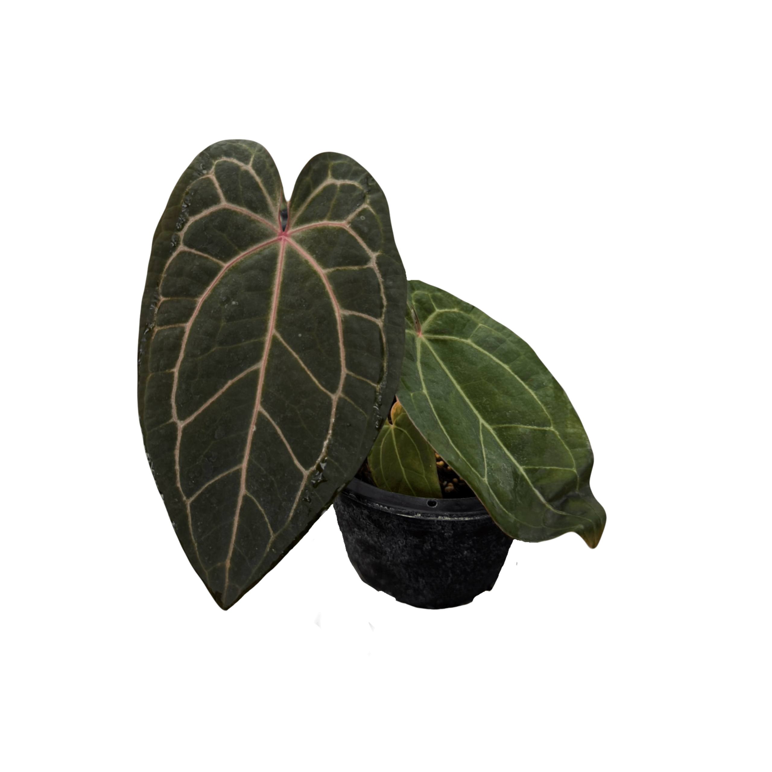 Anthurium Red Crystallinum x (Zara x Michelle)