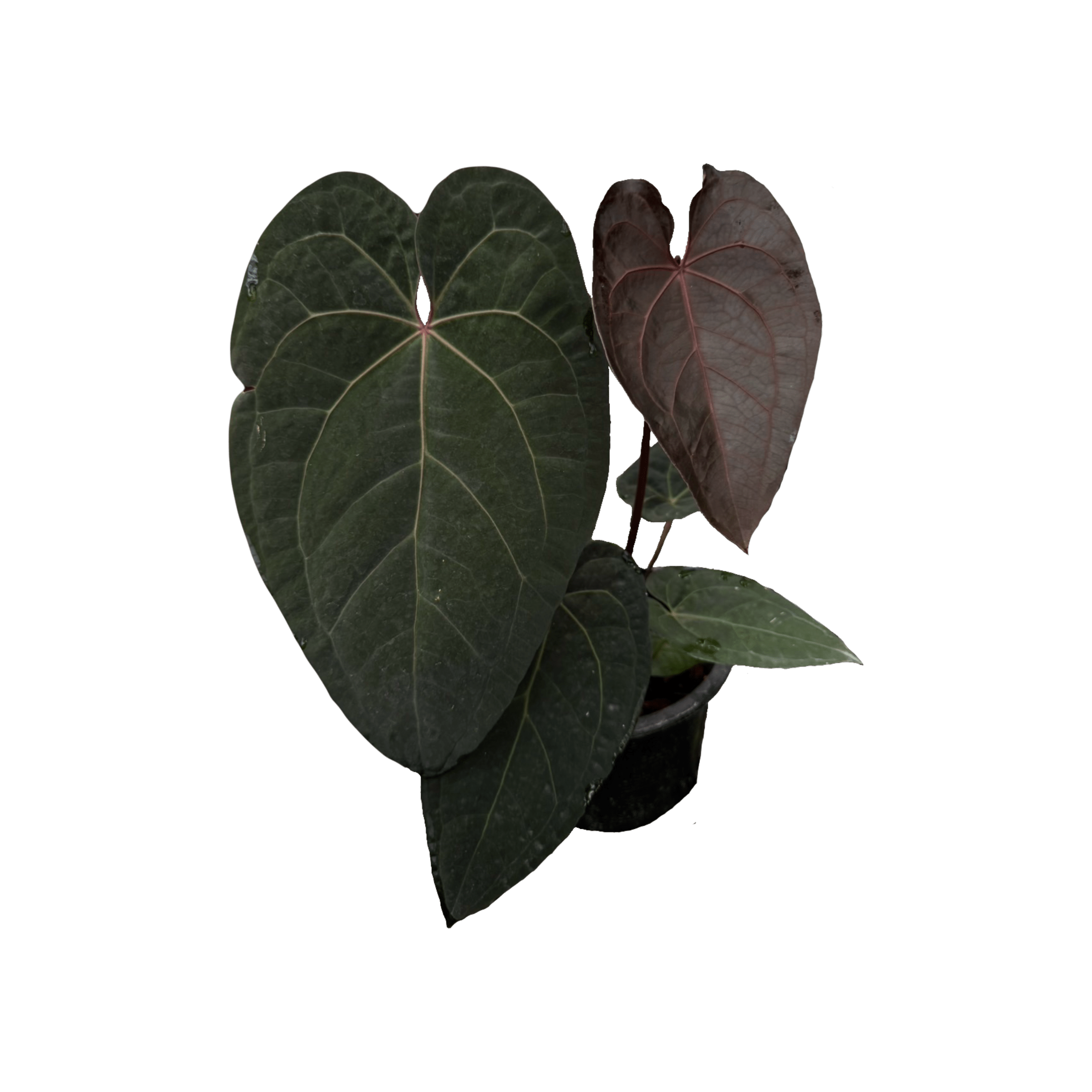 Anthurium Red Crystallinum SKG x RVDP