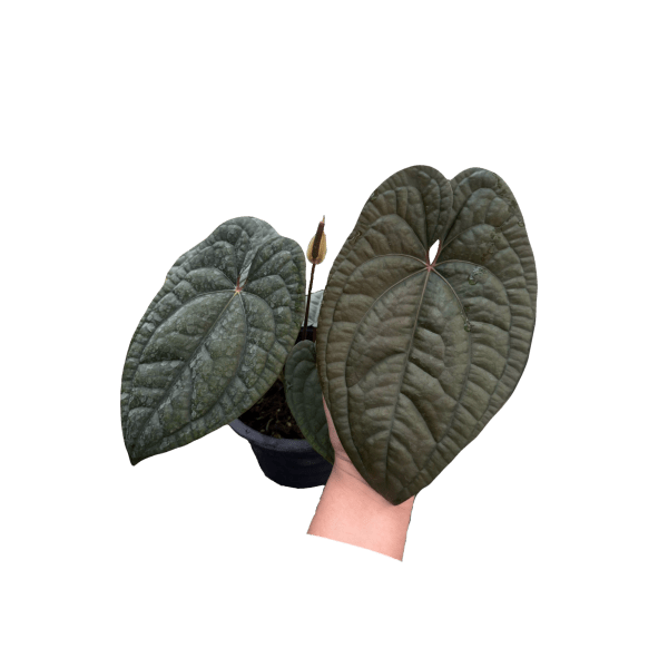 Anthurium RVDP x Luxurians