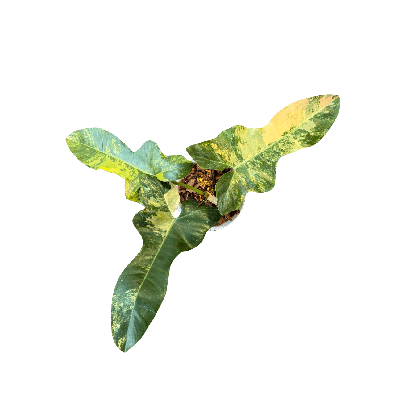 Philodendron Brown Beauty