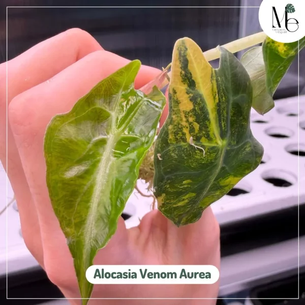 Alocasia Venom Aurea
