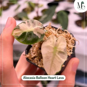 Alocasia Balloon Heart Pink Variegated vs Pink Lava 3 Alocasia Balloon Heart Pink Lava