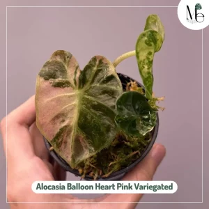 Alocasia Balloon Heart Pink Variegated vs Pink Lava 2 Alocasia Balloon Heart Pink Variegated