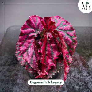 3 Unique Aesthetics of Begonia 3 Begonia Pink Legacy