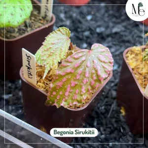 3 Unique Aesthetics of Begonia 4 Begonia Sirukitii