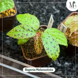 3 Unique Aesthetics of Begonia 2 Begonia Melanosticta