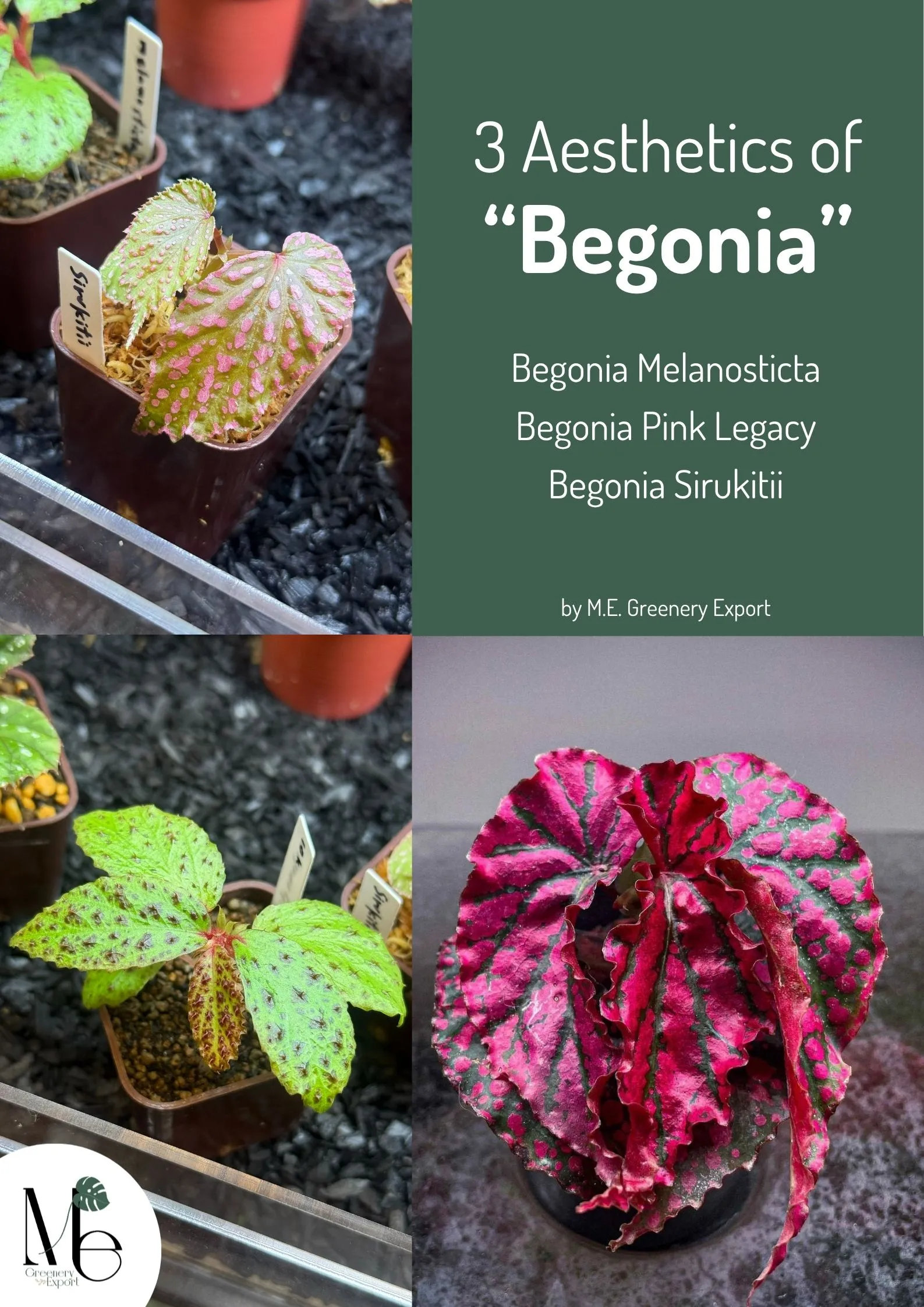 3 Unique Aesthetics of Begonia 7 Artwork Blog cover 12 11zon