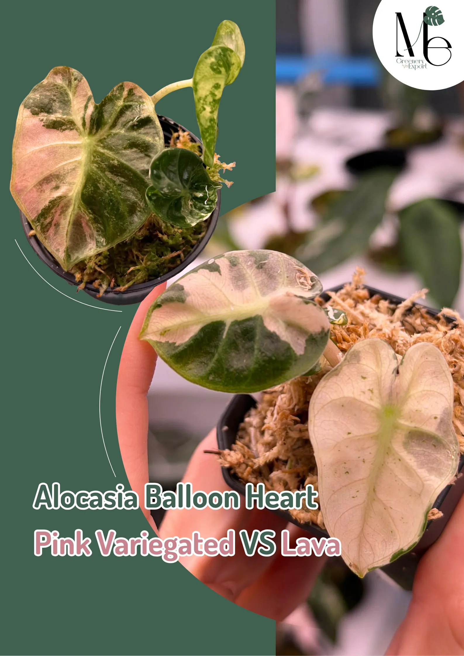 Alocasia Balloon Heart Pink Variegated vs Pink Lava 4 Artwork Blog cover 1 11zon