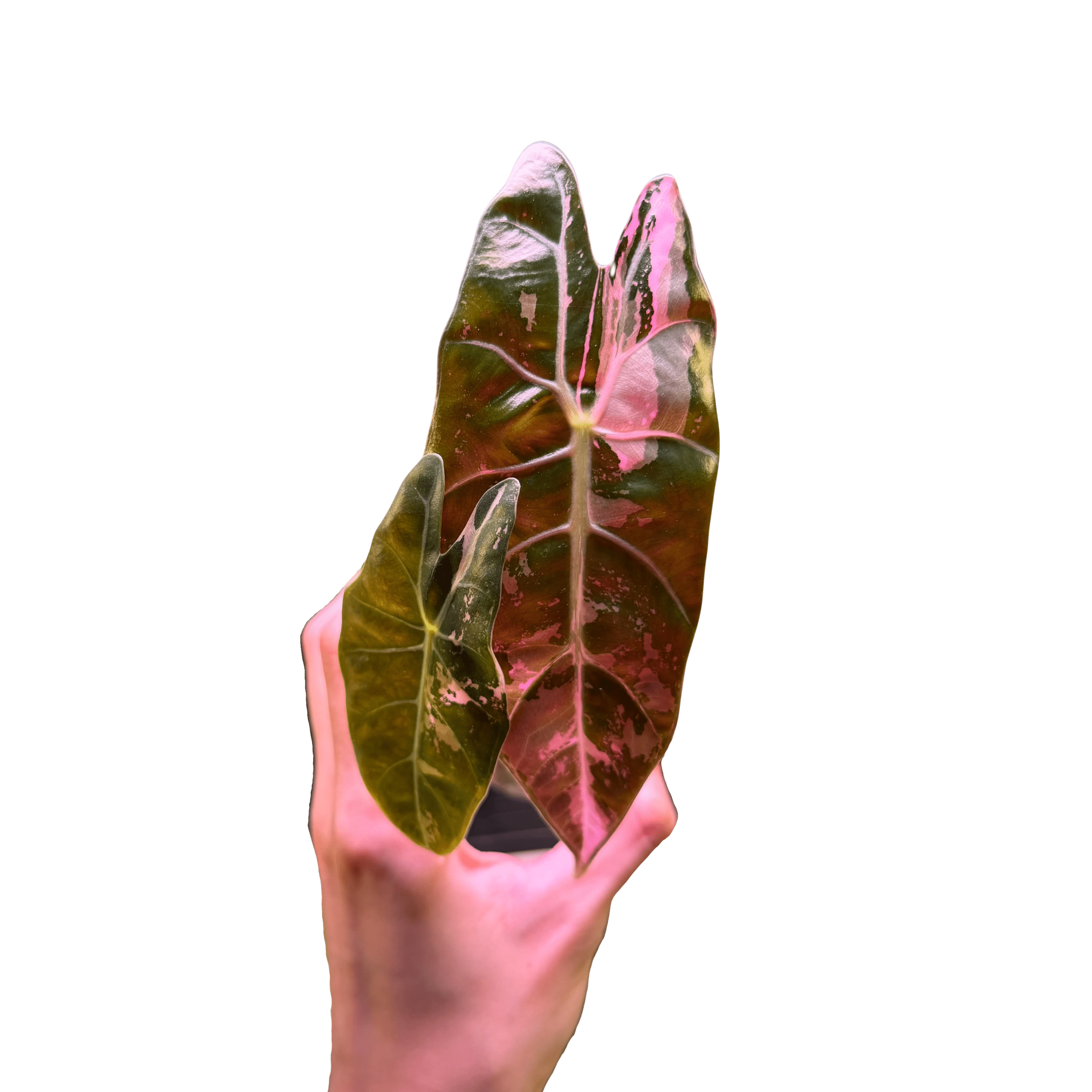 Alocasia Dragon Tooth Pink Variegated