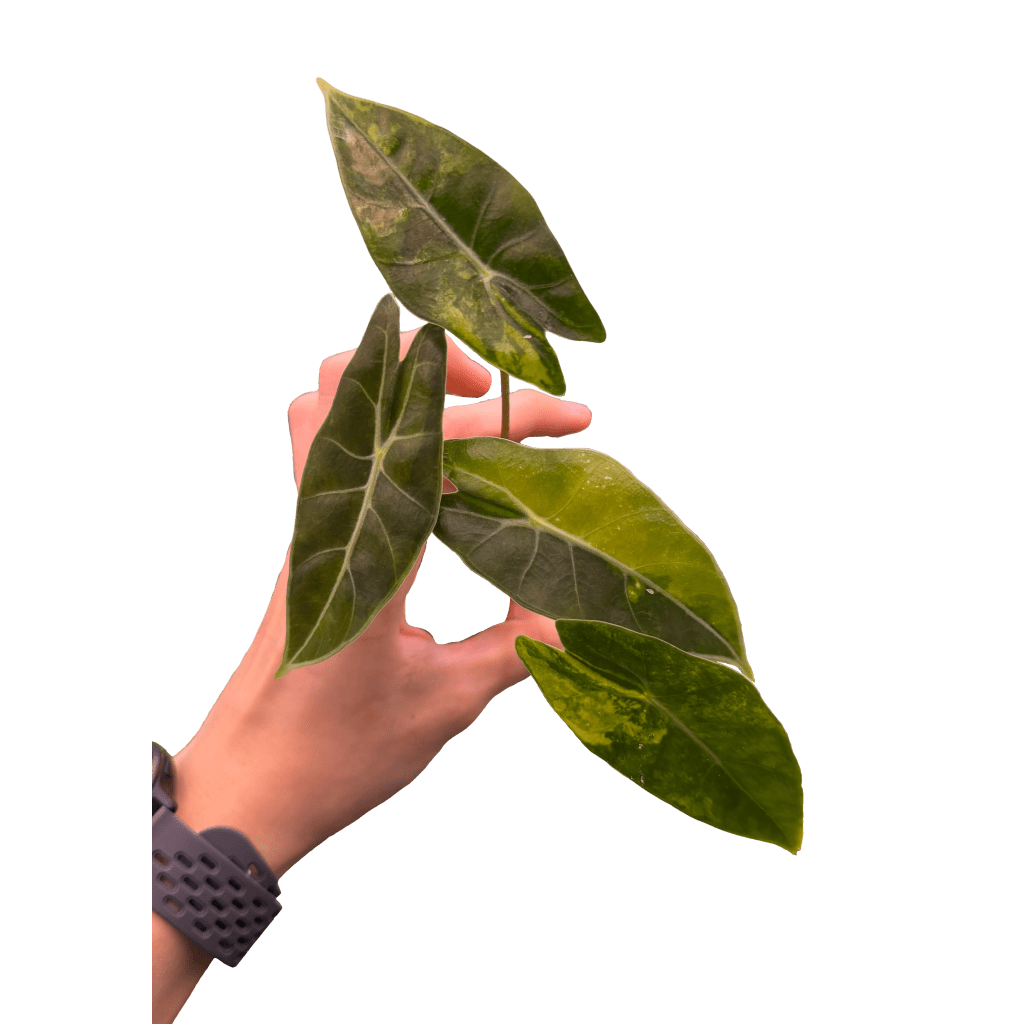 Alocasia Longiloba Suhirmaniana Aurea
