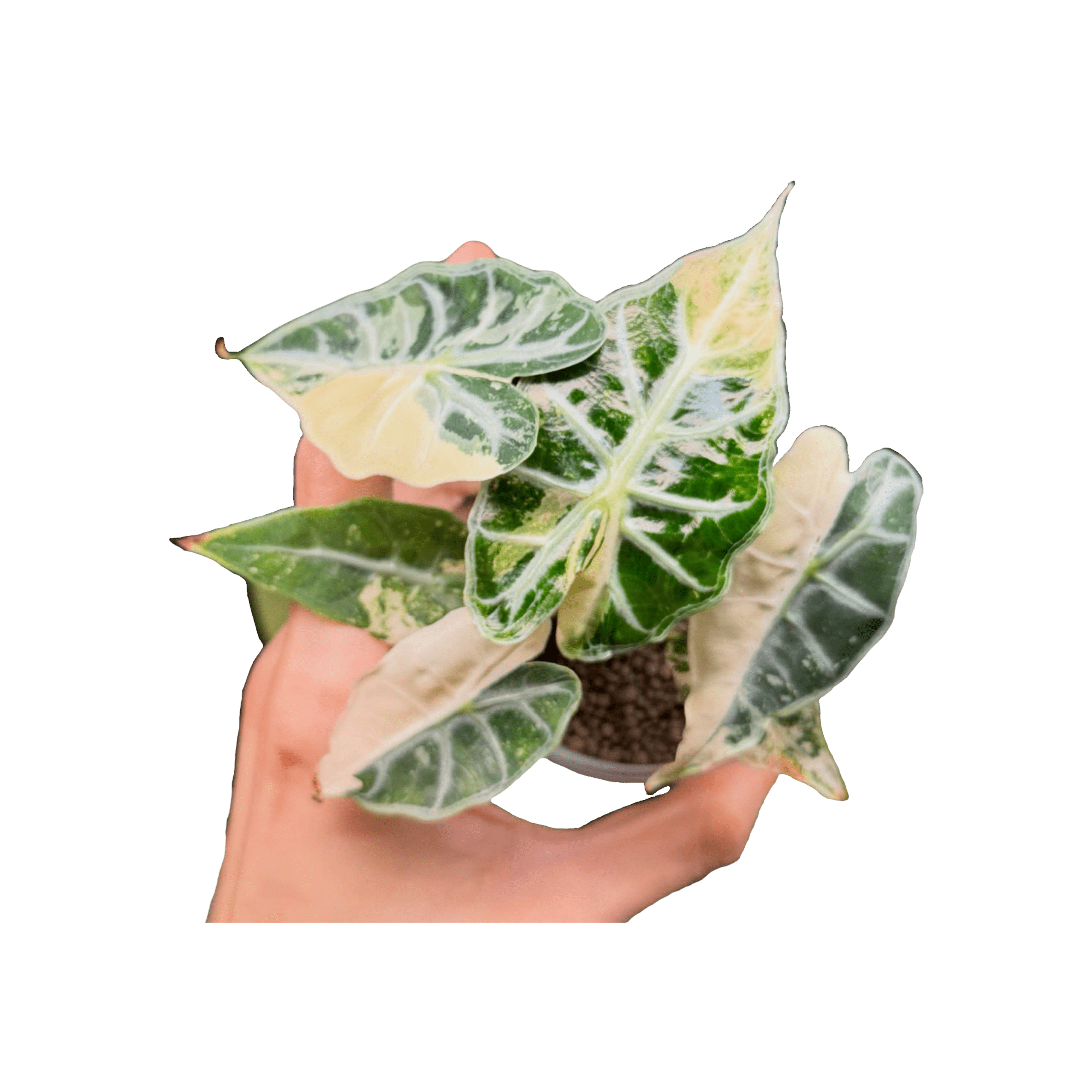 Alocasia Mandalay Pink Variegated