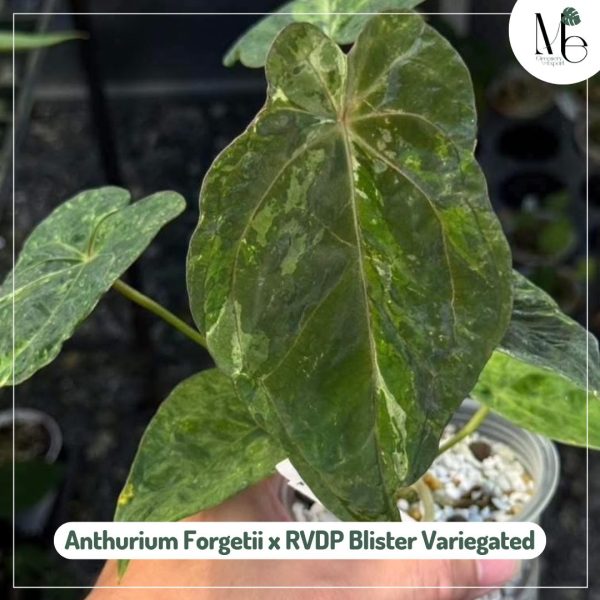 Anthurium Forgetii x RVDP Blister Variegated
