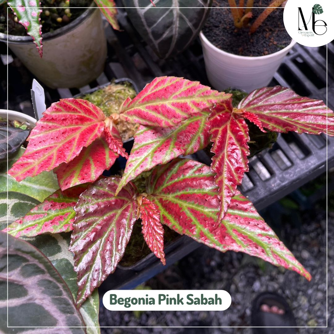 Begonia Pink Sabah 3 321