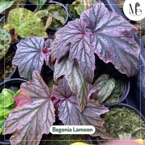 Begonia Lamoon, A Thai Treasure 2 Begonia Lamoon