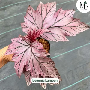 Begonia Lamoon, A Thai Treasure 3 Begonia Lamoon