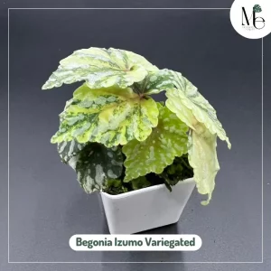 Begonia Izumo Variegated