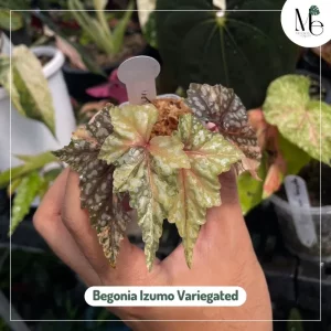 Begonia Izumo Variegated