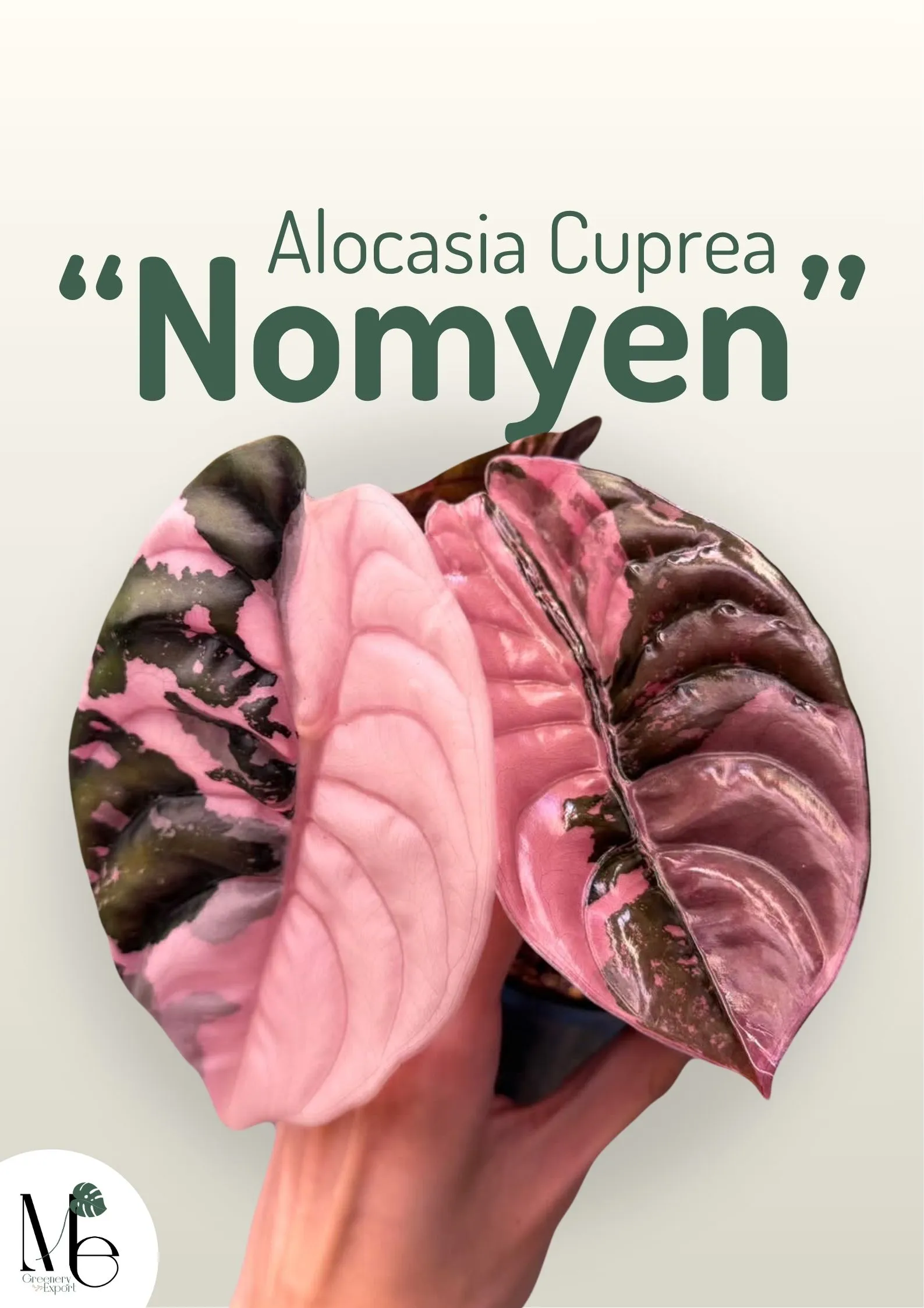 Alocasia Cuprea Nomyen: An Unfamiliar Cultivar 6 Artwork Blog cover 13 11zon