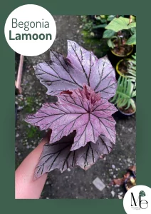 Begonia Lamoon, A Thai Treasure 1 Begonia Lamoon, A Thai Treasure