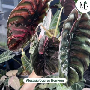 Alocasia Cuprea Nomyen: An Unfamiliar Cultivar 2 Alocasia Cuprea Nomyen