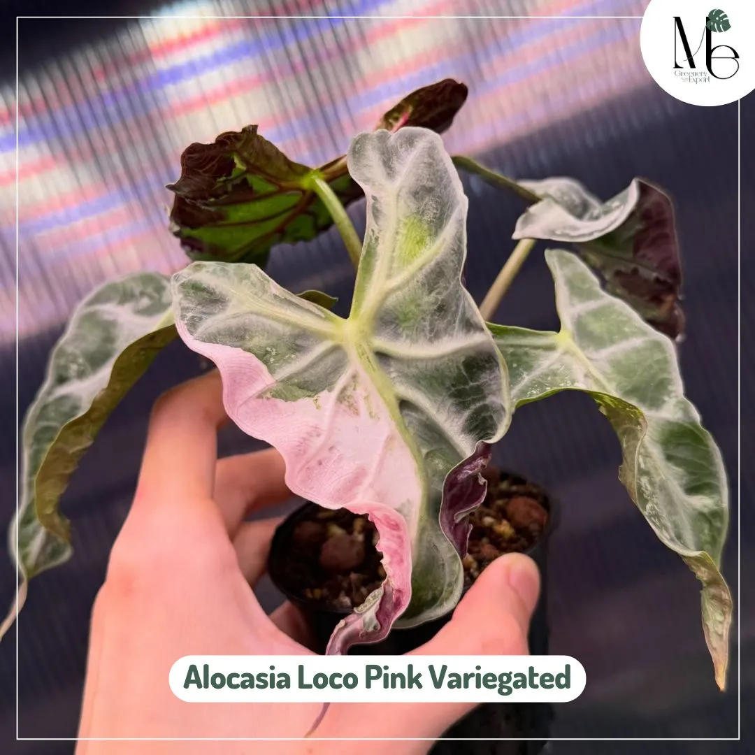 Alocasia Loco Pink Variegated 2 product photo 4 11zon 1