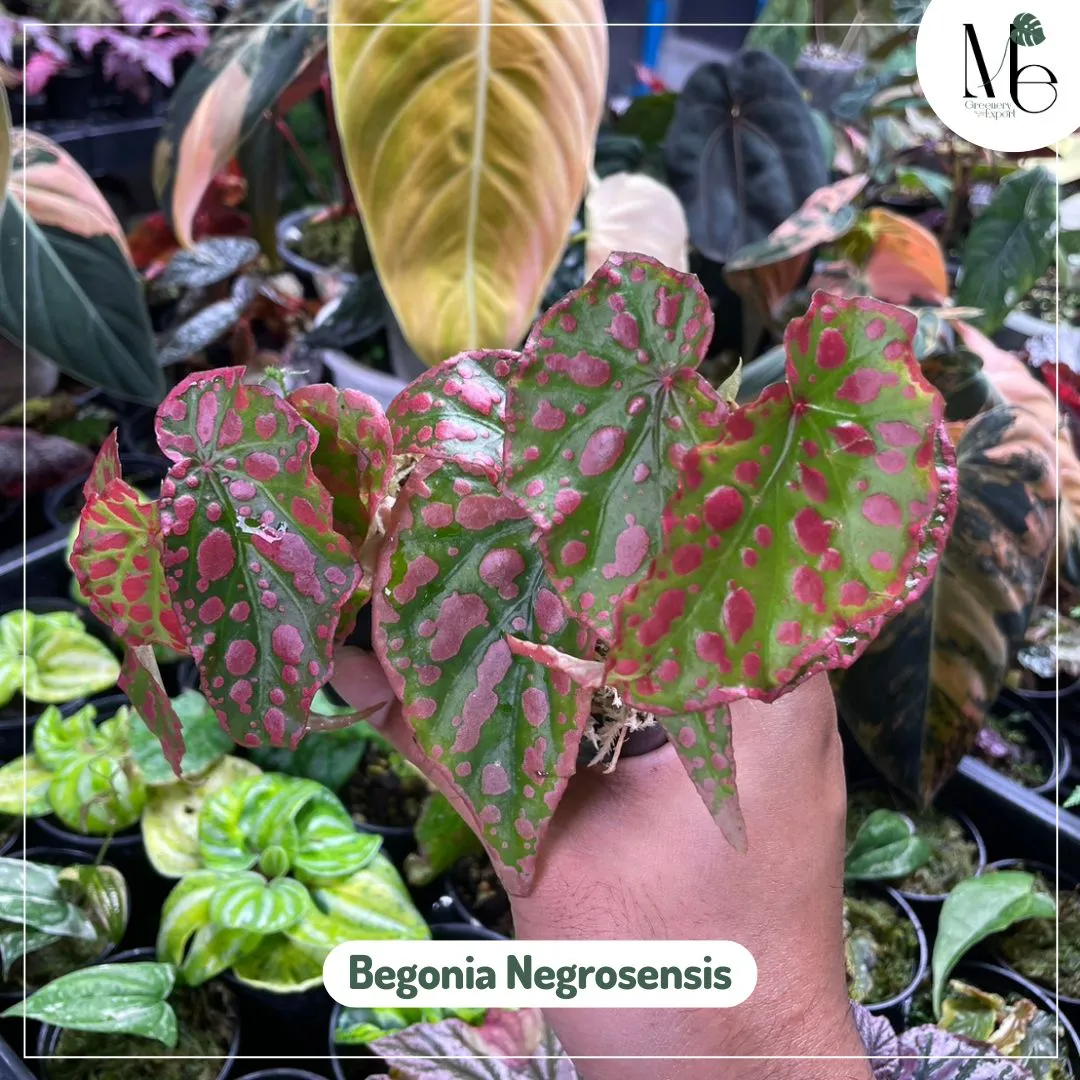 Begonia Negrosensis 1 326 11zon
