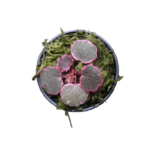 Saxifraga Stolonifera (Strawberry Begonia)