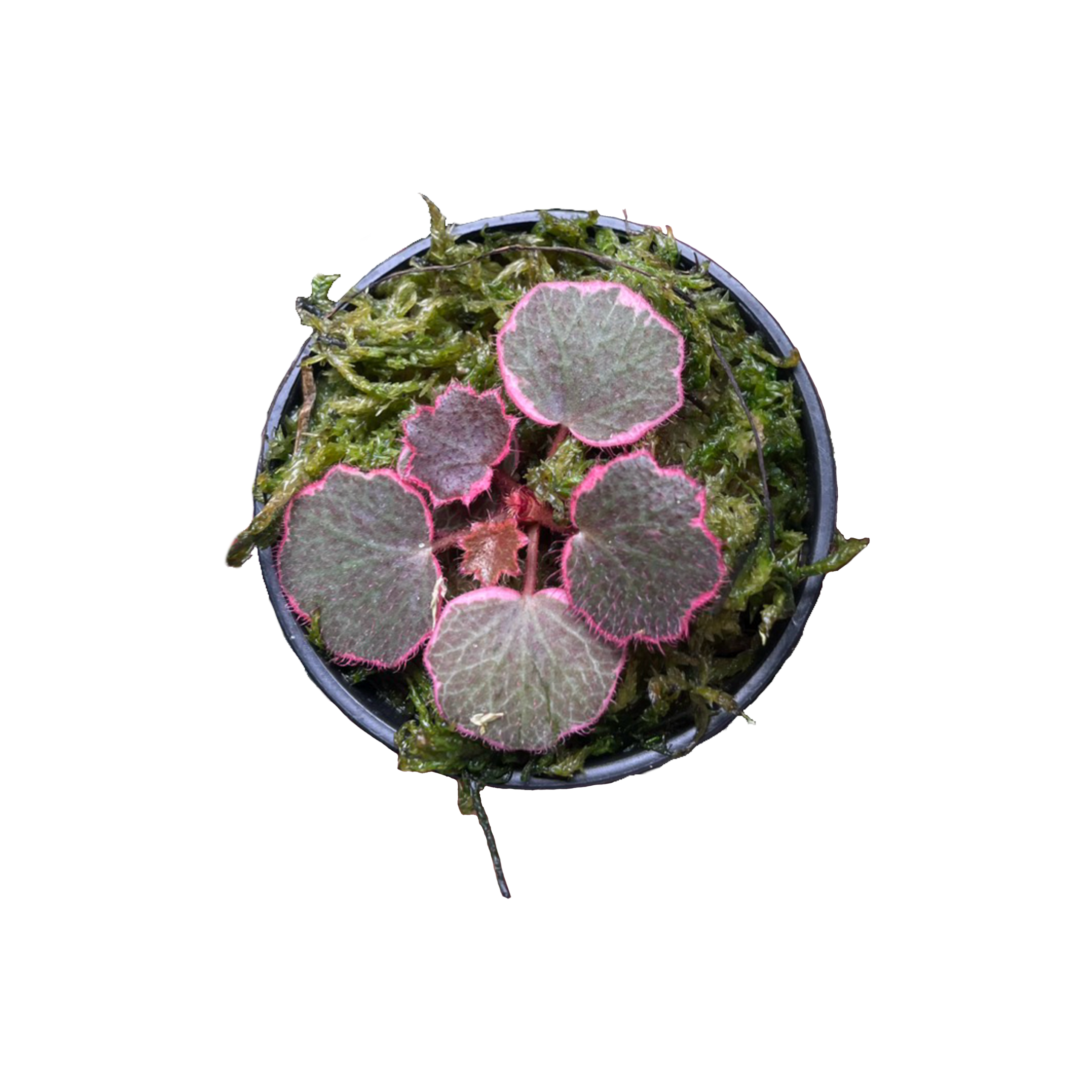 Saxifraga Stolonifera (Strawberry Begonia)