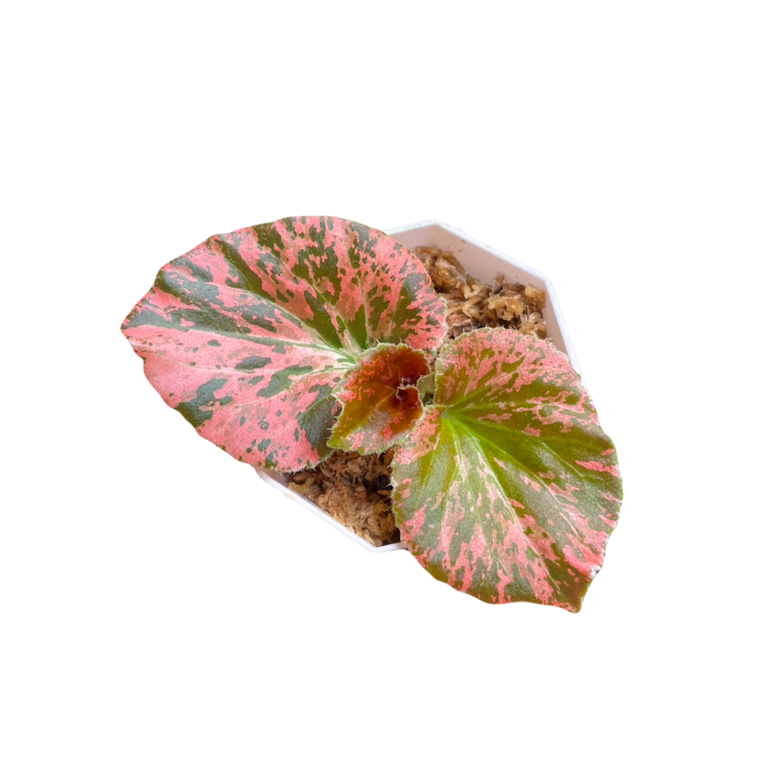 Begonia Semperflorens Red Variegated