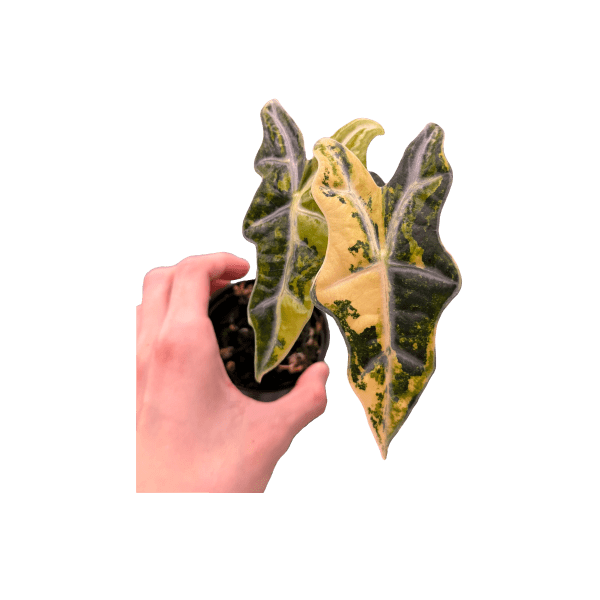 Alocasia Nobilis Aurea Variegated