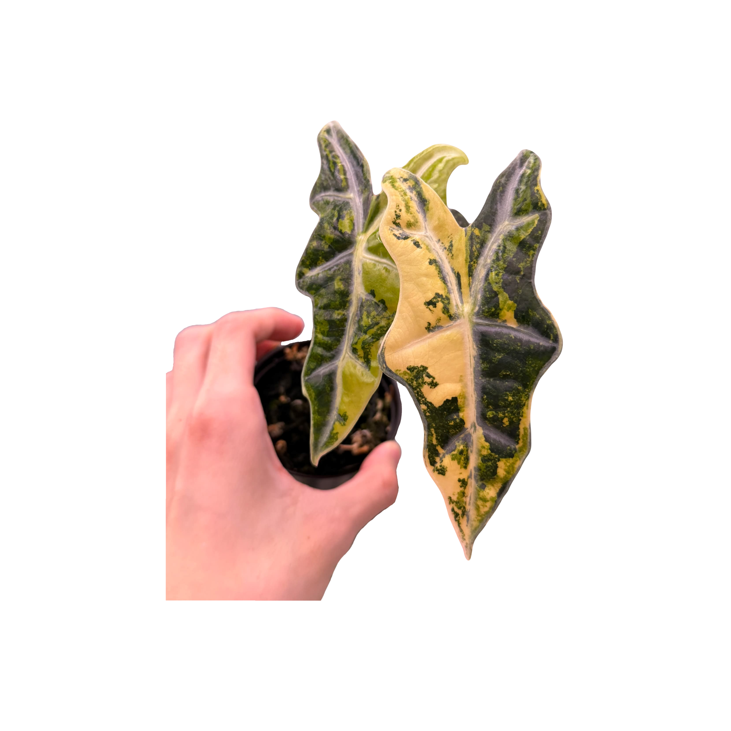 Alocasia Nobilis Aurea Variegated