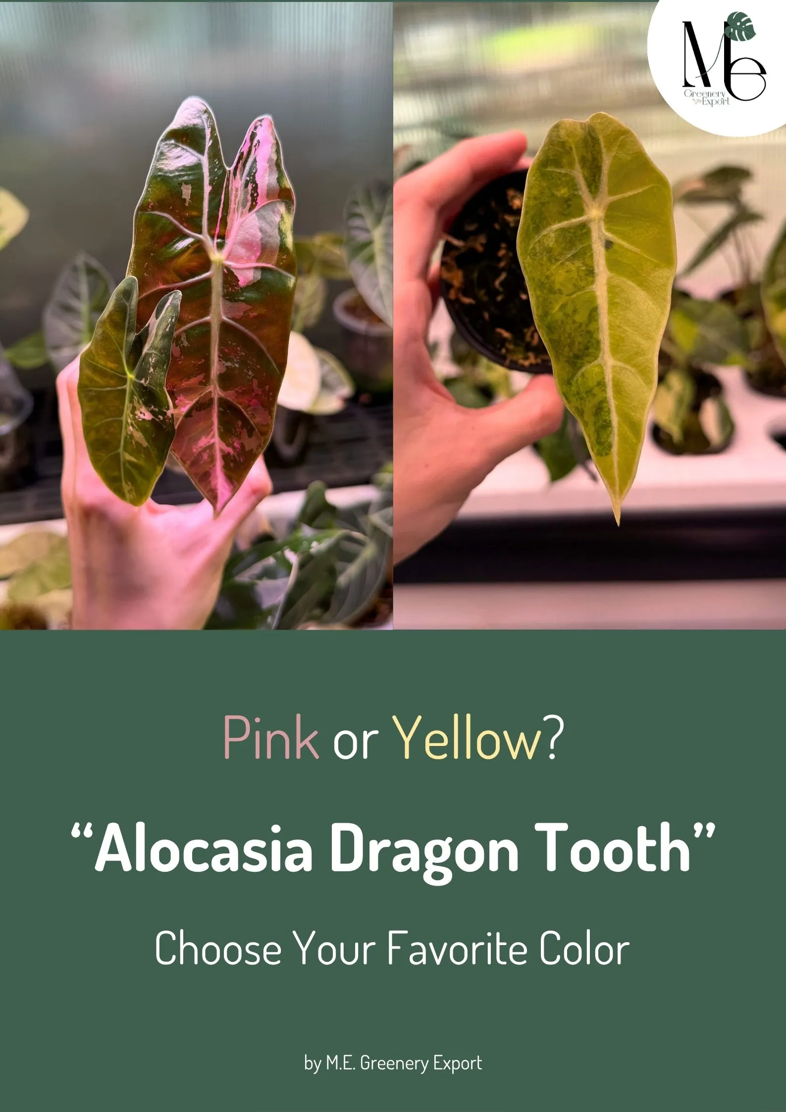 Pink or Yellow? Choose Your Favorite Color of Alocasia Dragon Tooth 1 44 1 11zon