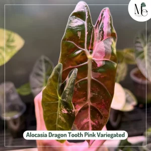 Alocasia Dragon Tooth Pink Variegated