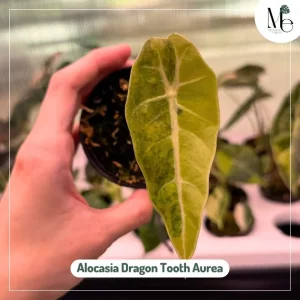 Alocasia Dragon Tooth Aurea