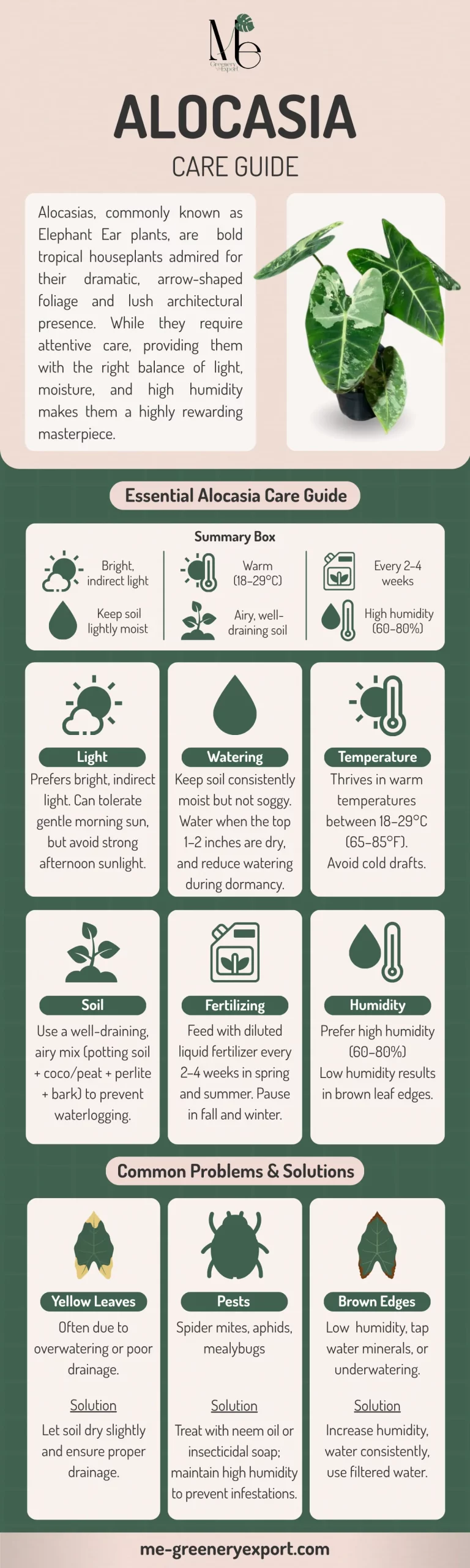 M.E. Greenery Export 22 Alocasia Care Guide