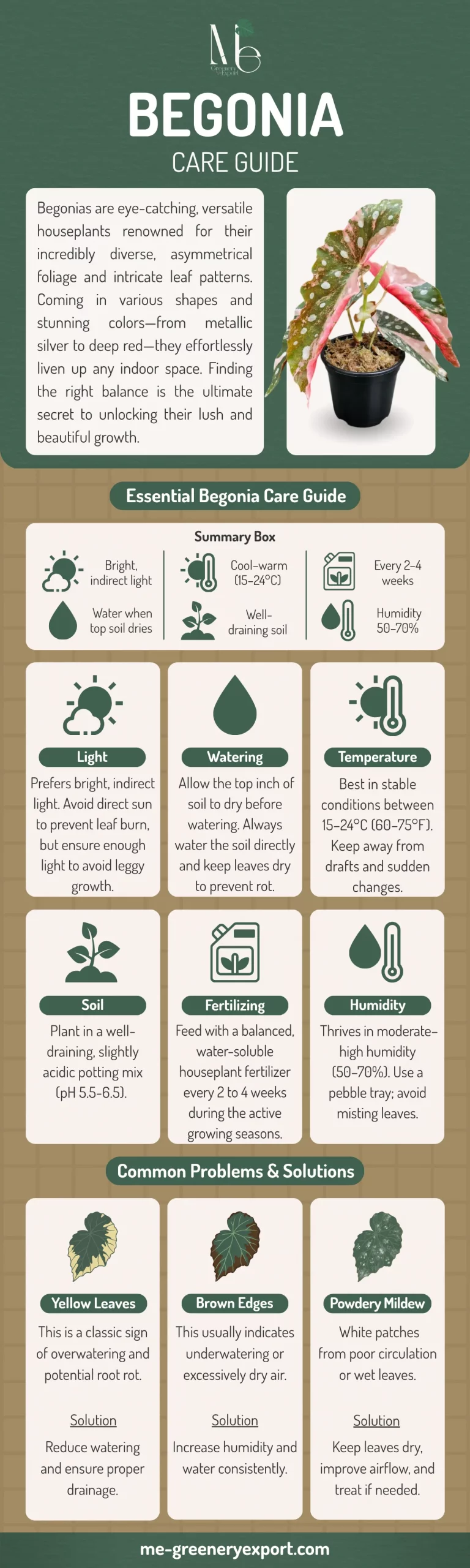M.E. Greenery Export 23 Begonia Care Guide