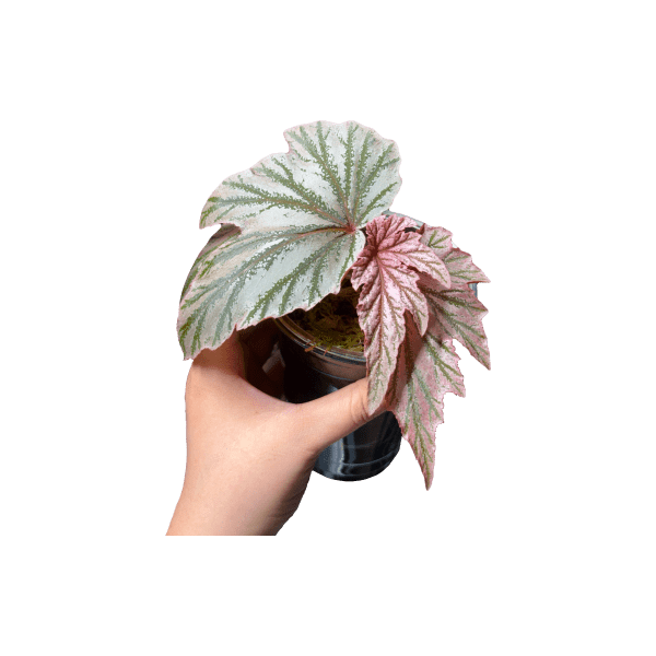 MagicEraser 5690608 160429