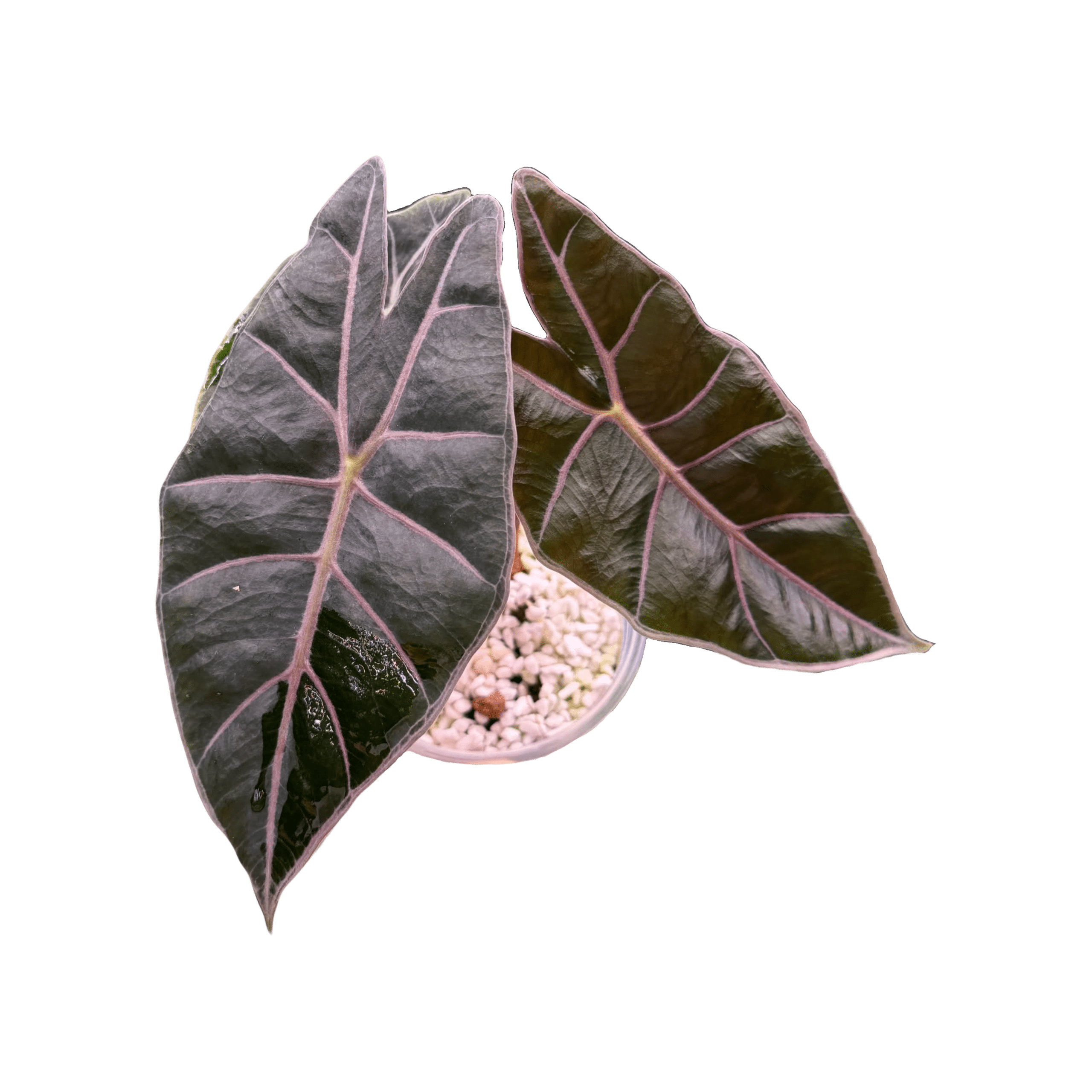 Alocasia Black Satun Pink Bone