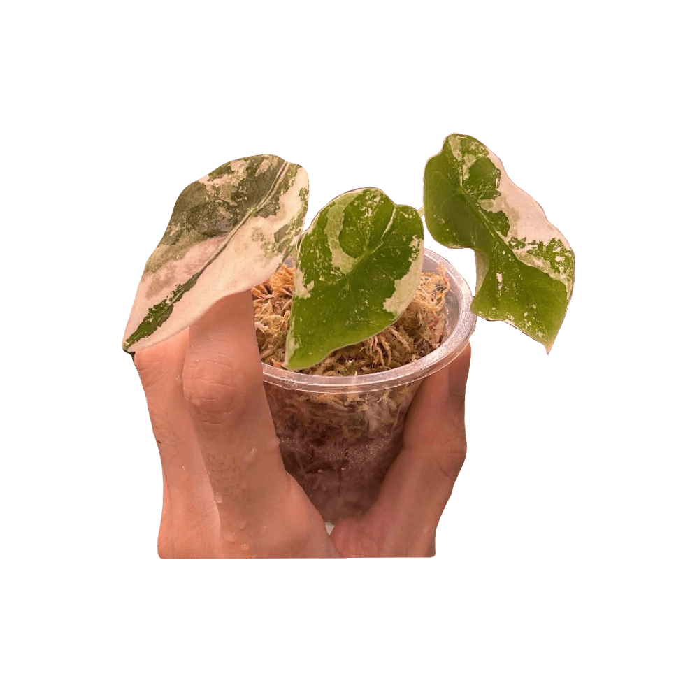 Alocasia Sedenii Pink Mint Variegated